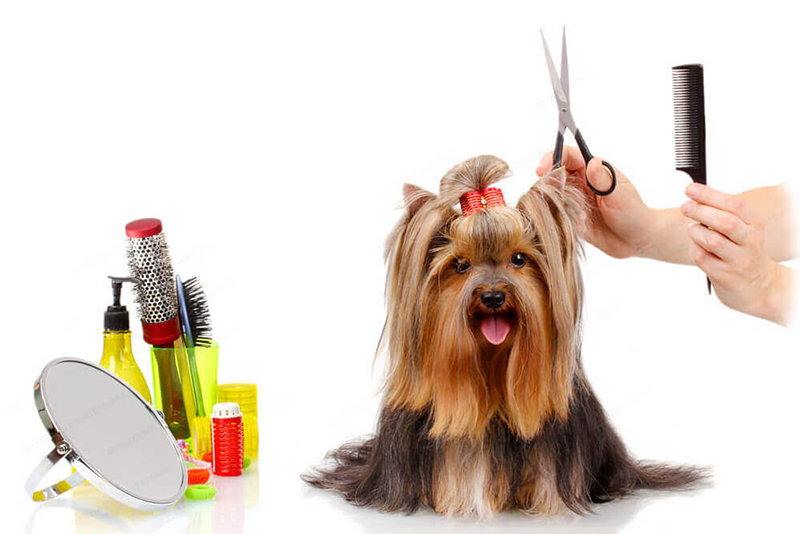 Special Care And Techniques To Groom Your Senior Dogs