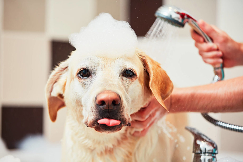 Why Can Grooming A Dog Make Your Pet Happy?
